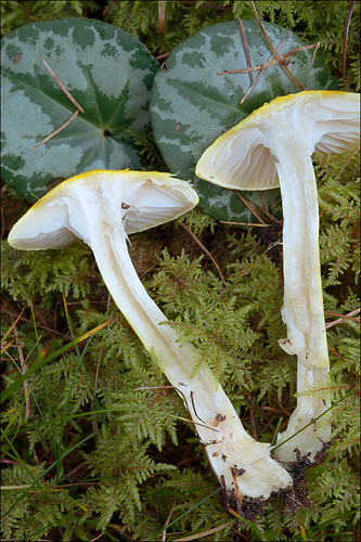 Гигрофор лиственничный (Hygrophorus lucorum) Автор: Amadej Trnkoczy (Slovenija)
