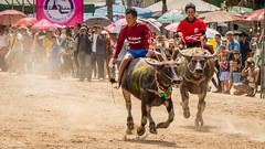 Buffalo Racing In Chonburi Oct. 2015