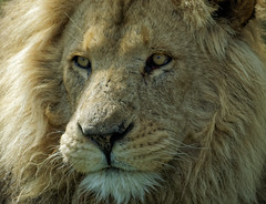 Lions, Longleat Safari Park 2016