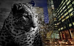 il leopardo e la citta'