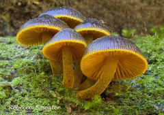 Cortinarius, Gliophorus, Humidicutis, Hygrocybe, Hypholoma & Mycena Fungi