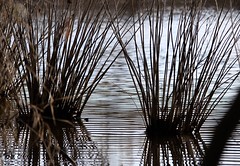 reeds and rushes