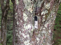 Tree Eating the Wilderness Sign 