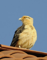Yellow-headed Caracara - Milvago chimachima
