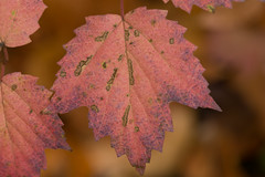Viburnum acerifolium autumn foliage