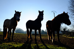 CHEVAUX HORSES