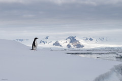 Antarctica: wildlife