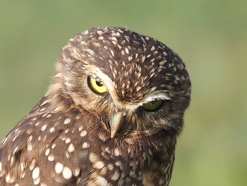 Unhappy owl