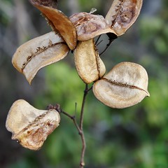 BIGNONIACEAE - Jacaranda simplicifolia