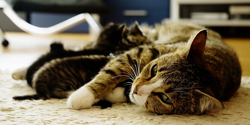 8 Reasons To Spay Or Neuter Your Cat Life with Cerebellar Hypoplasia Cats