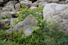 UK Coastal Flora