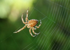 Arachnids & Webs