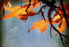 Autumn series II