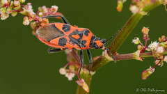 Heteroptera: Rhopalidae