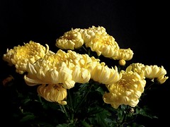 Crisantem. Crisantemo. Chrysanthemum