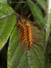 Peru 2016 - Moths and caterpillars