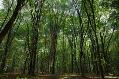 Голосеевский лес 2015