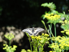 Potager Extraordinaire - La Mothe Achard