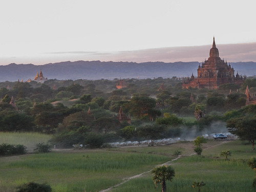 Bagan: un troupeau de vaches pour le coucher de soleil depuis la pagode Pyathada Paya