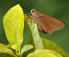 Skippers And Some Moths