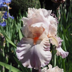 Les iris des jardins de Bagatelle