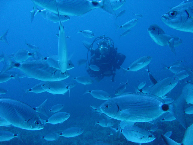 Diving with Fish