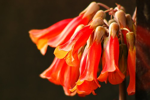 Kalanchoe delagoensis flowers