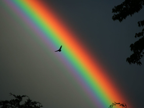 BP716 Rainbow and Bird