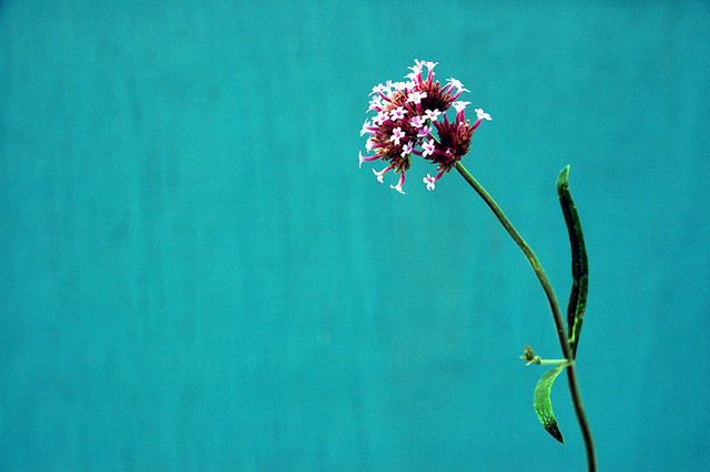 Тюркиз (он же бирюза) flower against turquoise background