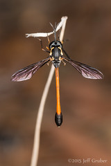 Diptera (non-Asilidae)