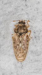 Heteroptera: Piesmatidae
