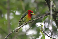 2016 Oiseaux du Costa Rica / Birds of Costa Rica