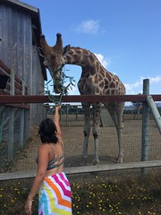 Elizabeth, giraffe