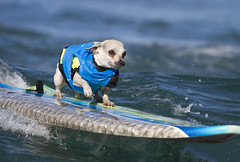 Surf Dog Surf-A-Thon - 2015