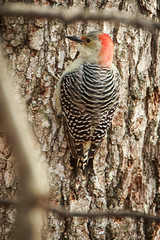 Back Yard Woodpeckers