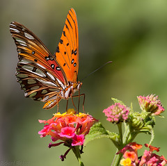 Recent Butterflies by Richard Bledsoe 