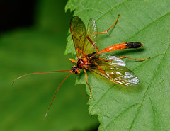 Ichneumon Wasps (Ichneumonidae)