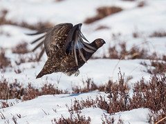 Red Grouse 2018