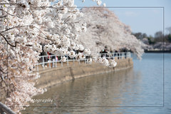 2018 Cherry Blossoms