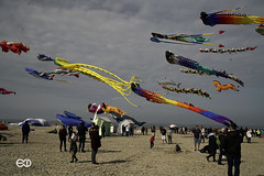 Berck:  the magic of kites