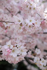 Tidal Basin Cherry Blossom 2018