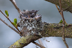 Anna's Hummingbird Nest 2018