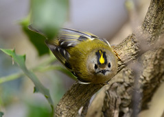 Kinglets and Firecrests
