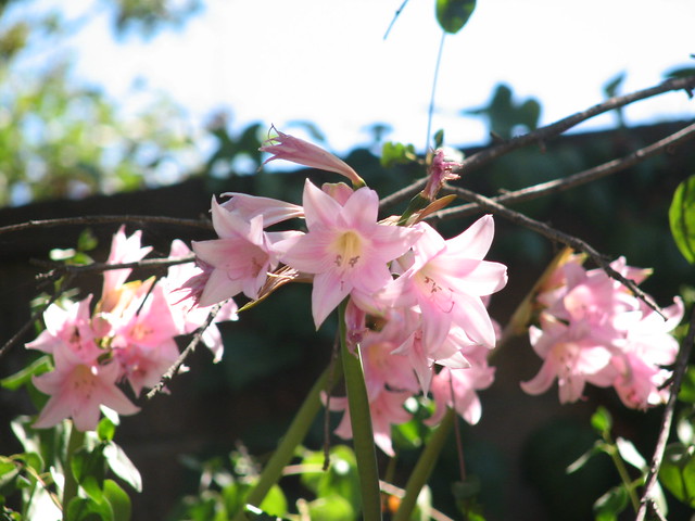 Jerusalem Lily aka, Jesus Flower | Flickr - Photo Sharing!