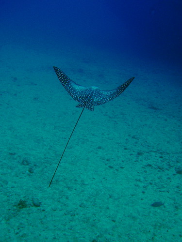 spotted eagle ray (マダラトビエイ) #3723