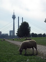 Rhine River in Düsseldorf