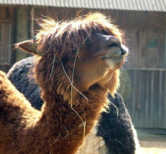 London Zoo - September 18th 2006