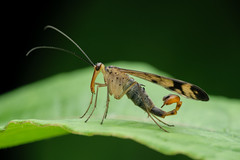 蠍蛉科 Panorpidae