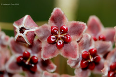 Hoya globulifera (Apocynaceae)