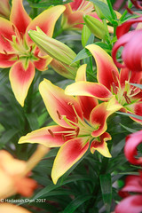 Lily hybrids